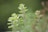 Lush green herbs with elongated leaves are growing upward against a blurred background, creating a peaceful, natural scene.