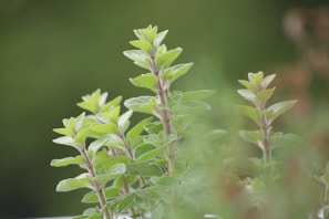 Lush green herbs with elongated leaves are growing upward against a blurred background, creating a peaceful, natural scene.
