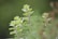 Lush green herbs with elongated leaves are growing upward against a blurred background, creating a peaceful, natural scene.