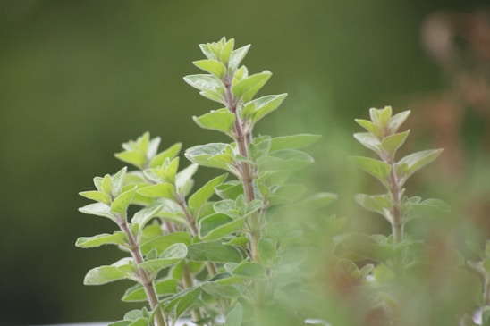 A serene landscape featuring lush green plants and herbs, symbolizing natural wellness.