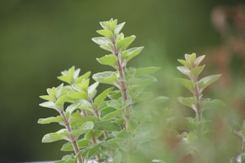Lush green herbs with elongated leaves are growing upward against a blurred background, creating a peaceful, natural scene.