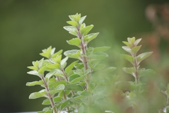 Lush green herbs with elongated leaves are growing upward against a blurred background, creating a peaceful, natural scene.