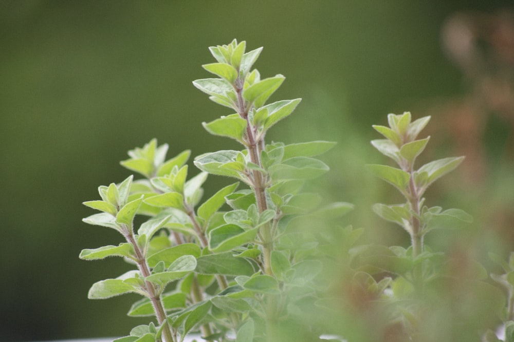 green and white plant in close up photography