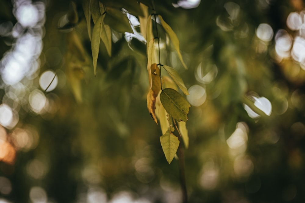 green leaves in tilt shift lens