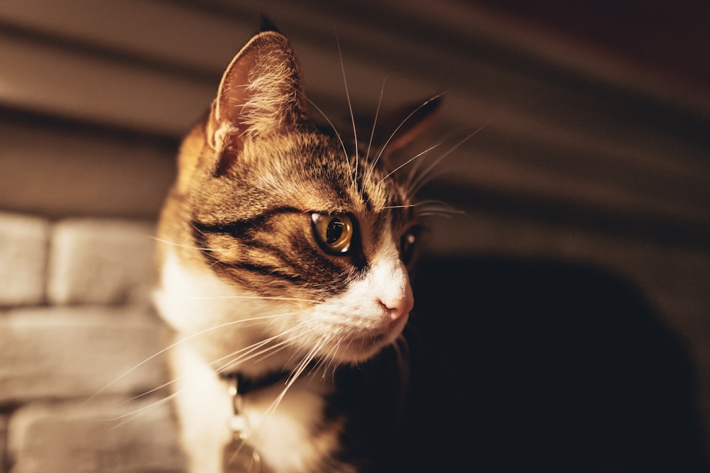 brown and white tabby cat