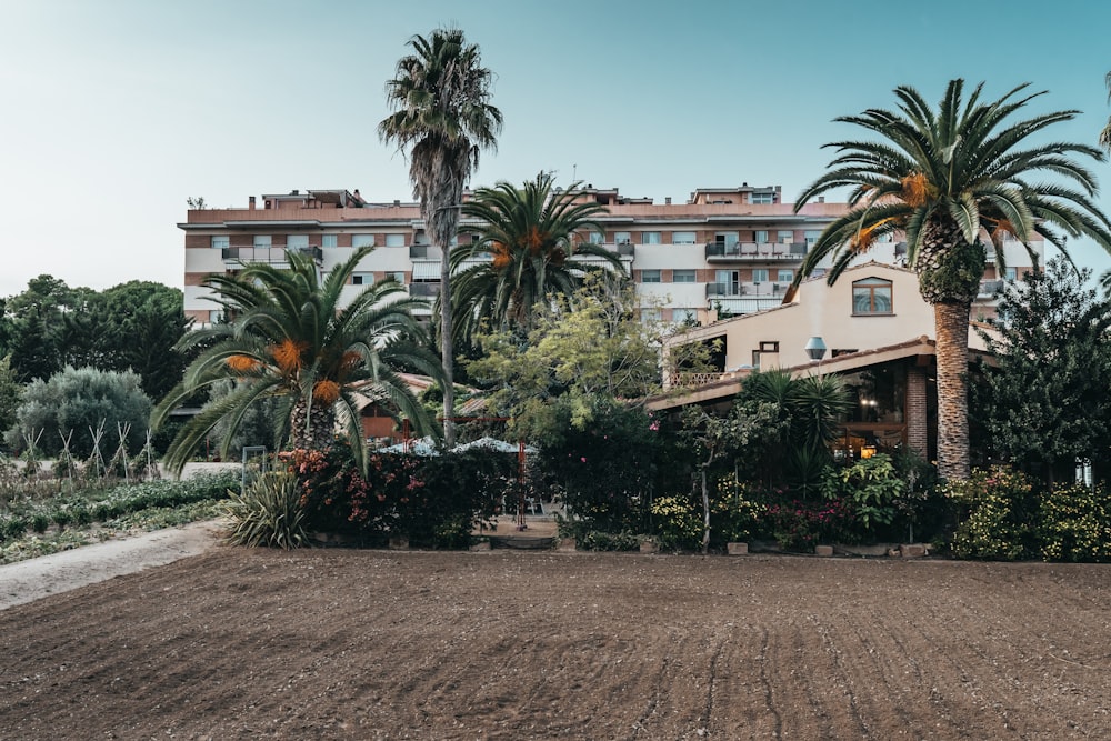 palm trees near white concrete building during daytime