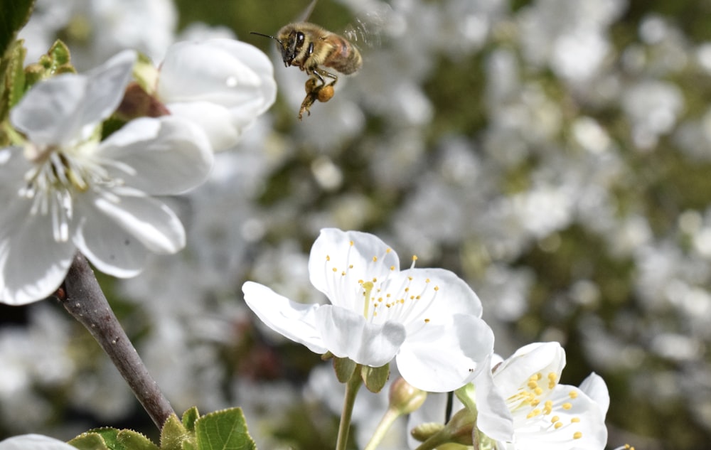 honeybee perched on white petaled flower in close up photography during daytime
