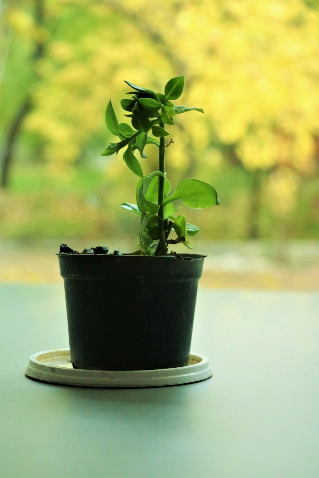 plant in a green plastic pot