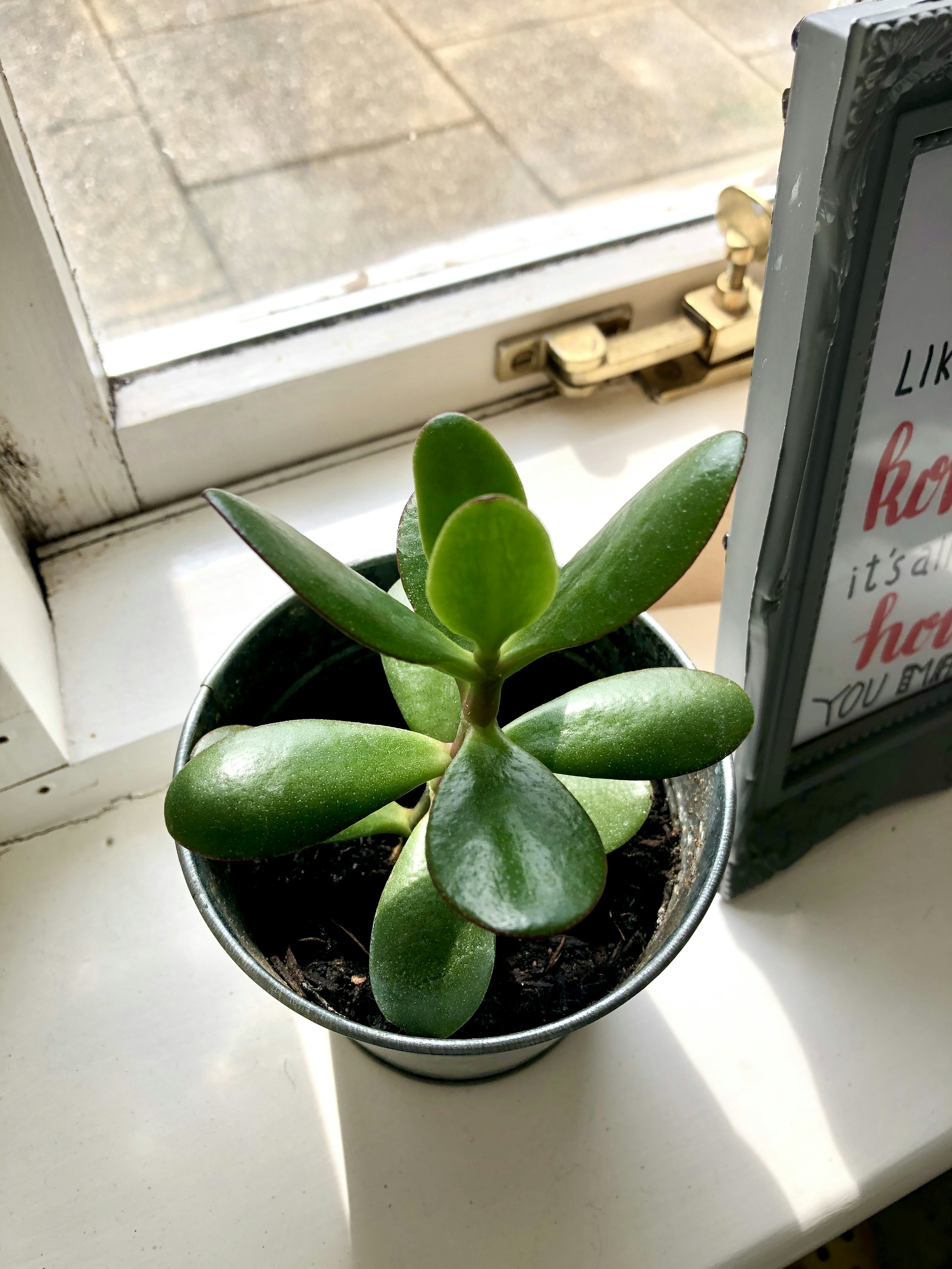 Self-Watering Indoor Plant Pot 