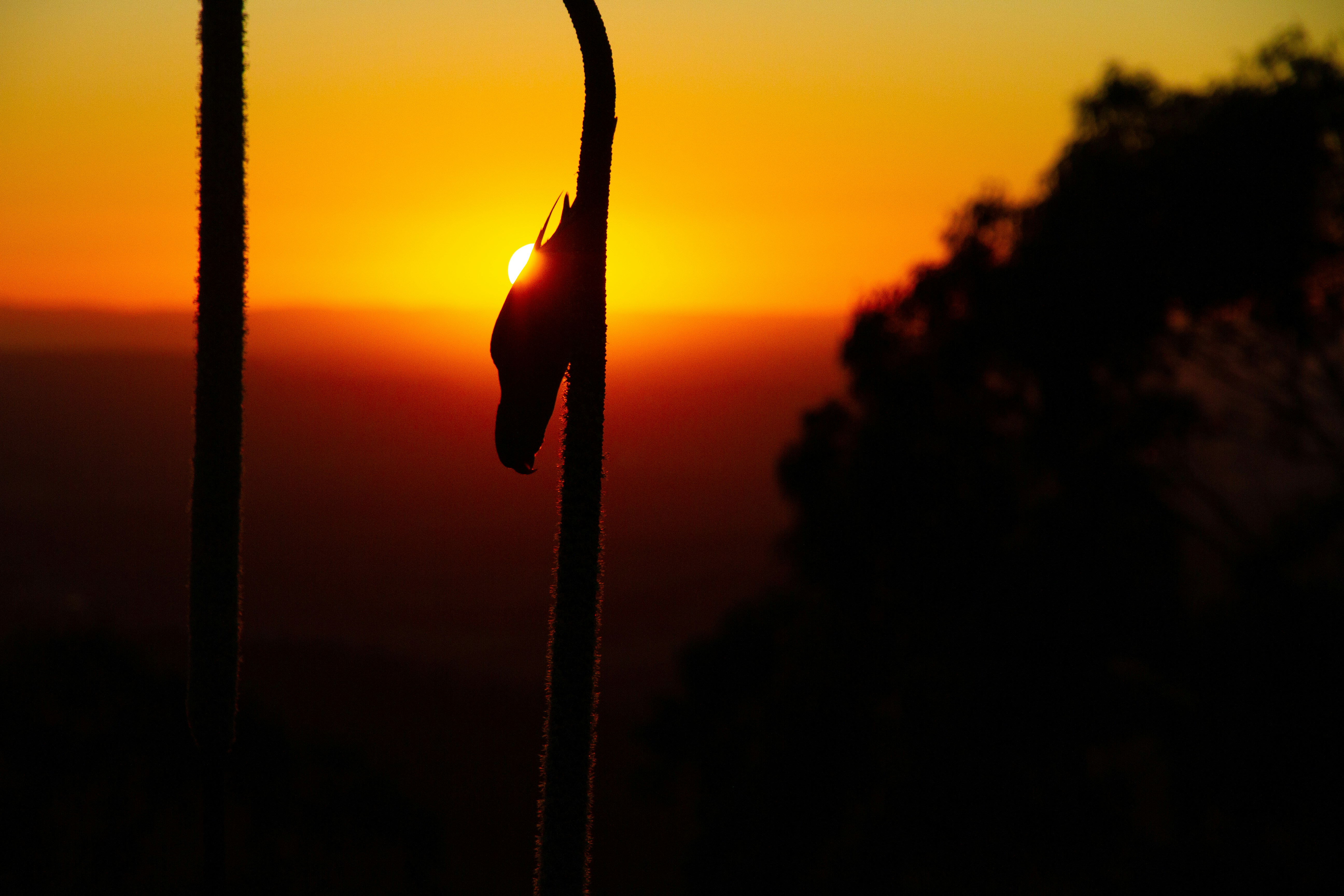 silhouette of a person holding a rope during sunset