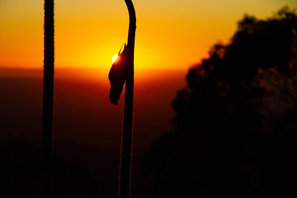 silhouette of a person holding a rope during sunset