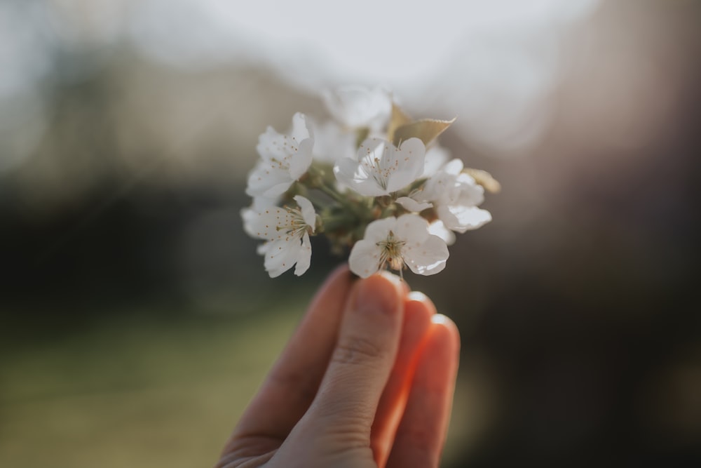 person holding white cherry blossom