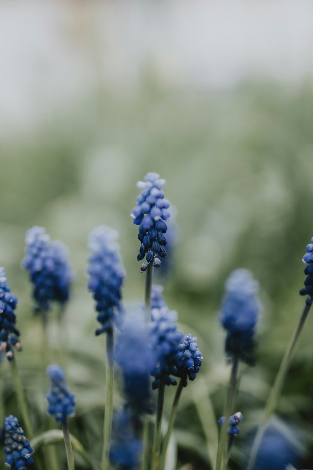 blue flower in tilt shift lens