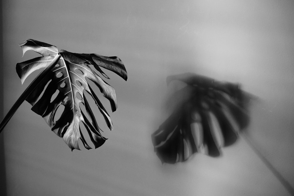 grayscale photo of leaves on water
