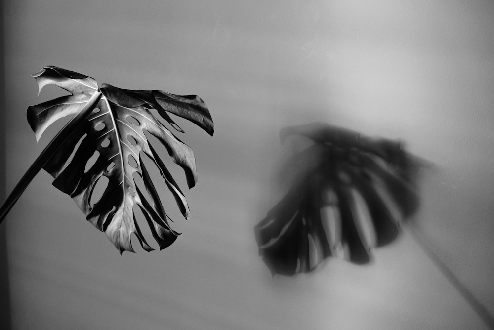 Photo en niveaux de gris de feuilles sur l’eau