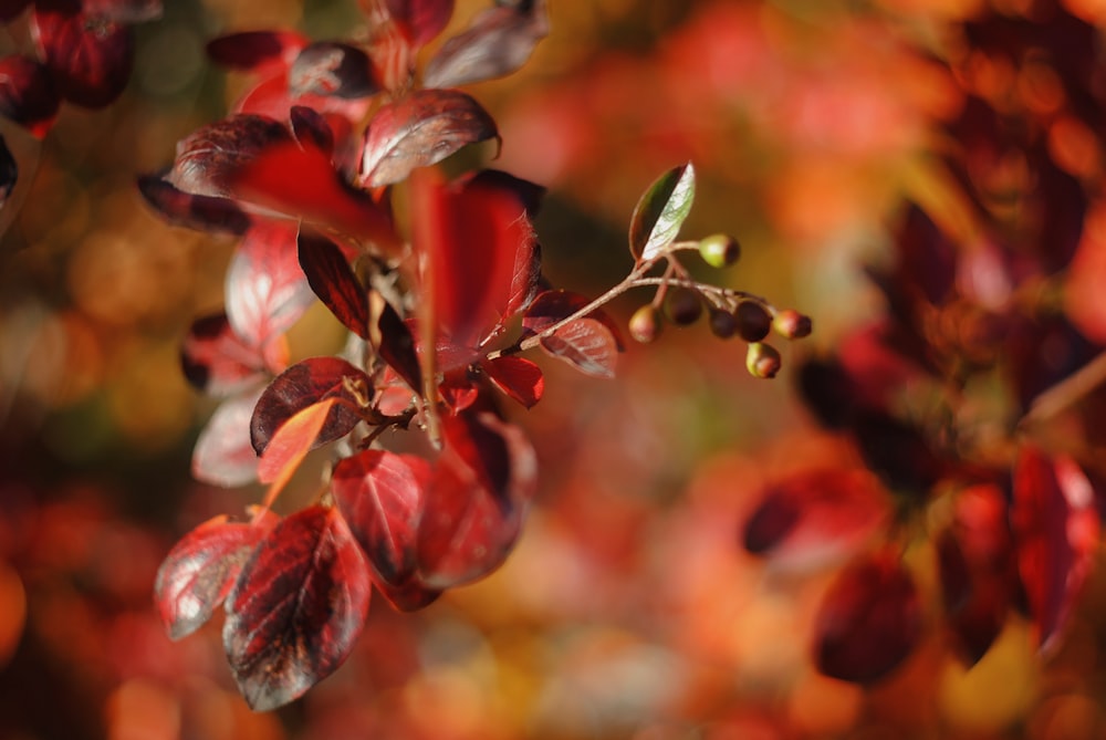 red and green leaves in tilt shift lens