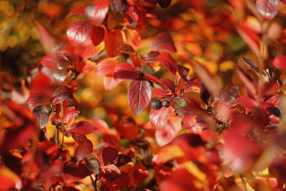 red and brown leaves in tilt shift lens