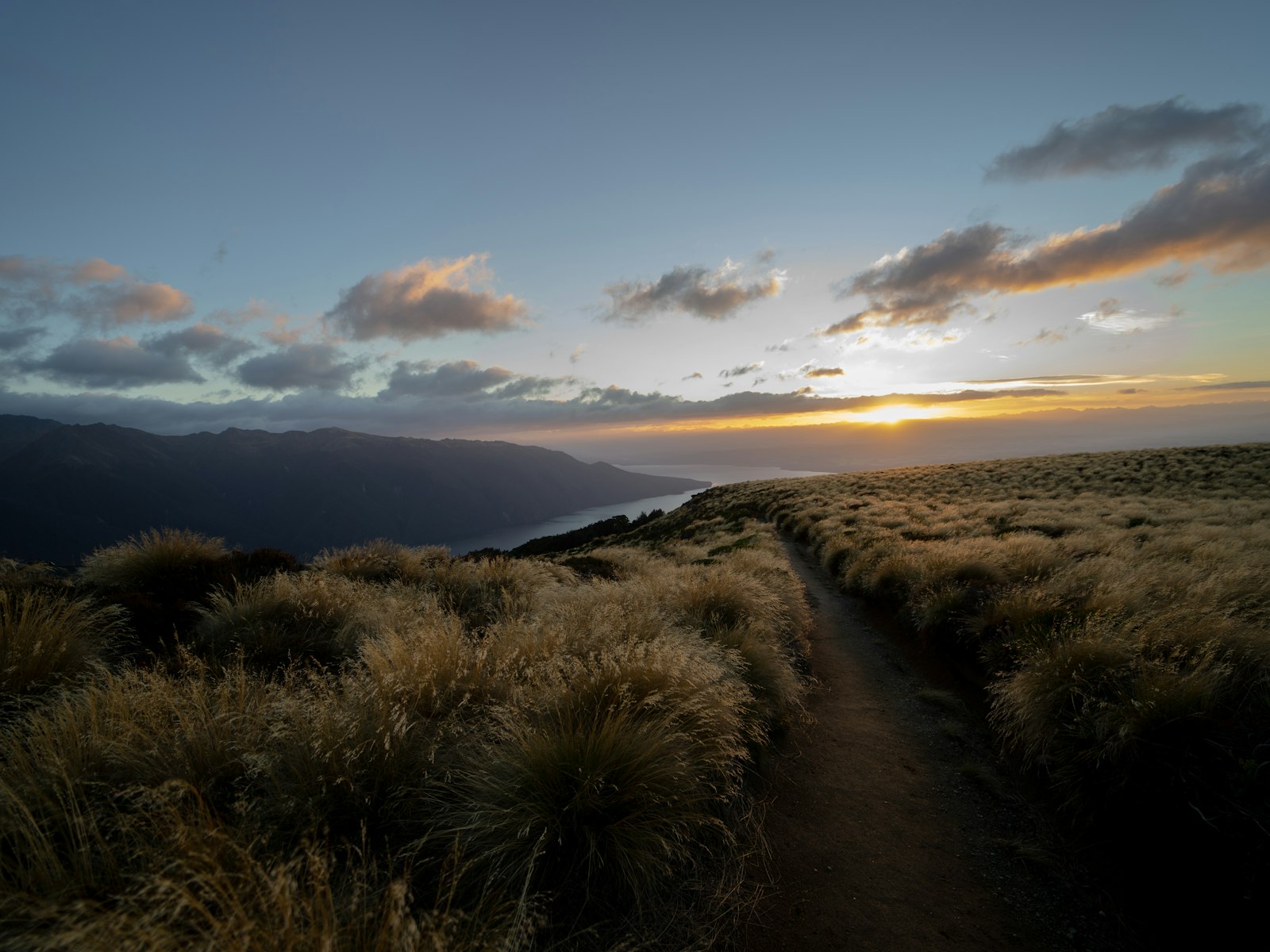 Sony a7 II + Samyang AF 14mm F2.8 FE sample photo. Green grass on brown photography