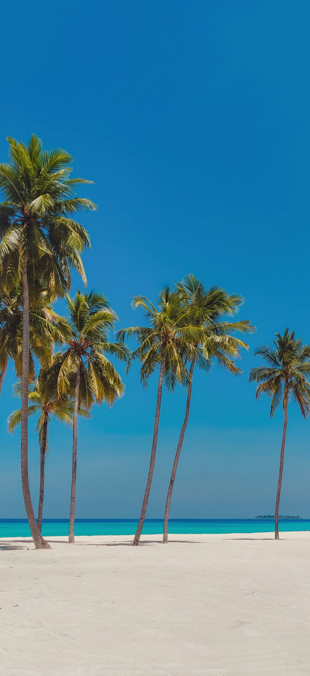 a row of palm trees sitting on top of a sandy beach