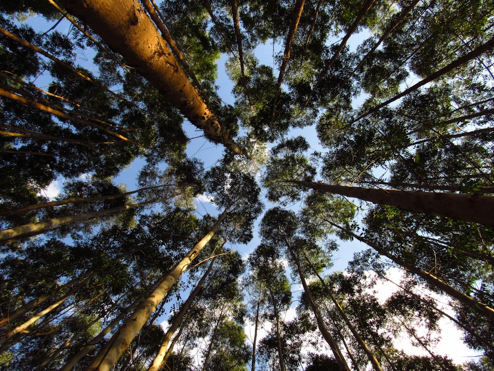 Fotografia dal basso di alberi verdi durante il giorno