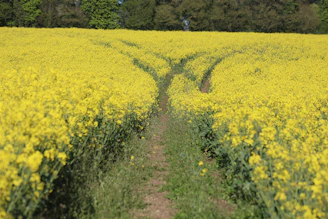 yellow flower field during daytime