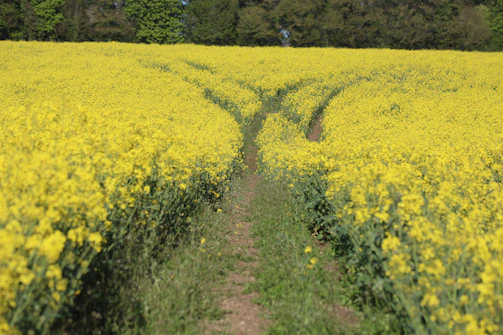 yellow flower field during daytime