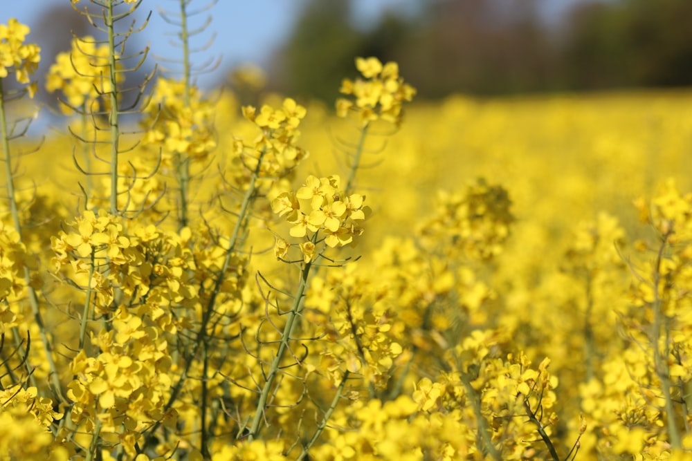 yellow flower field during daytime