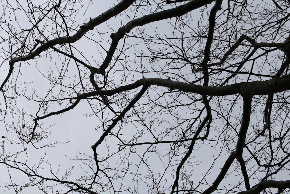 albero senza foglie sotto il cielo blu durante il giorno