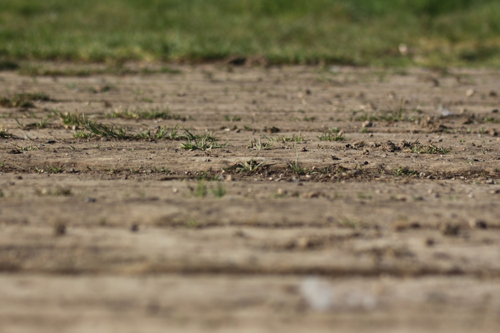 braune Erde mit grünem Gras