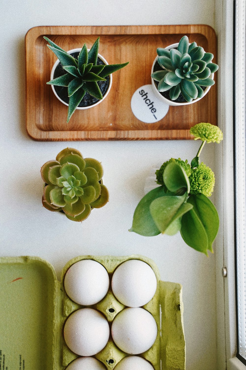 green succulent plant on brown wooden chopping board