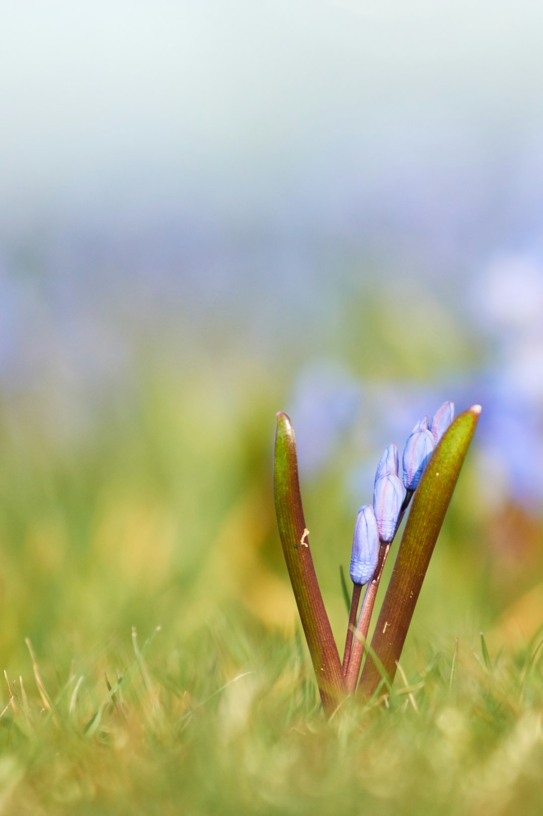 blue and green plant in close up photography