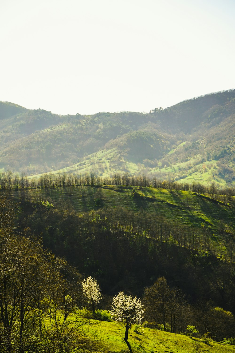 Montaña cubierta de hierba verde durante el día