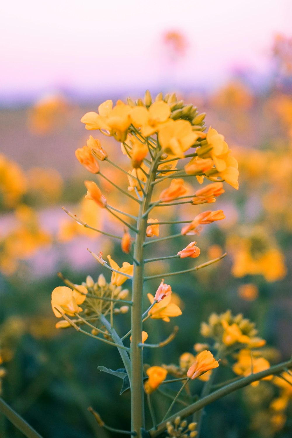 yellow flower in tilt shift lens