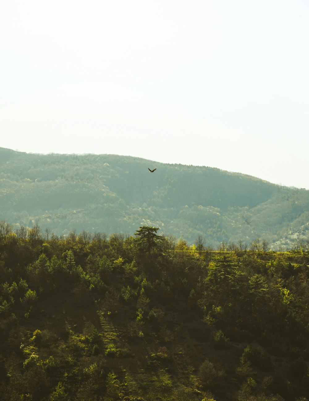 árboles verdes en la montaña durante el día