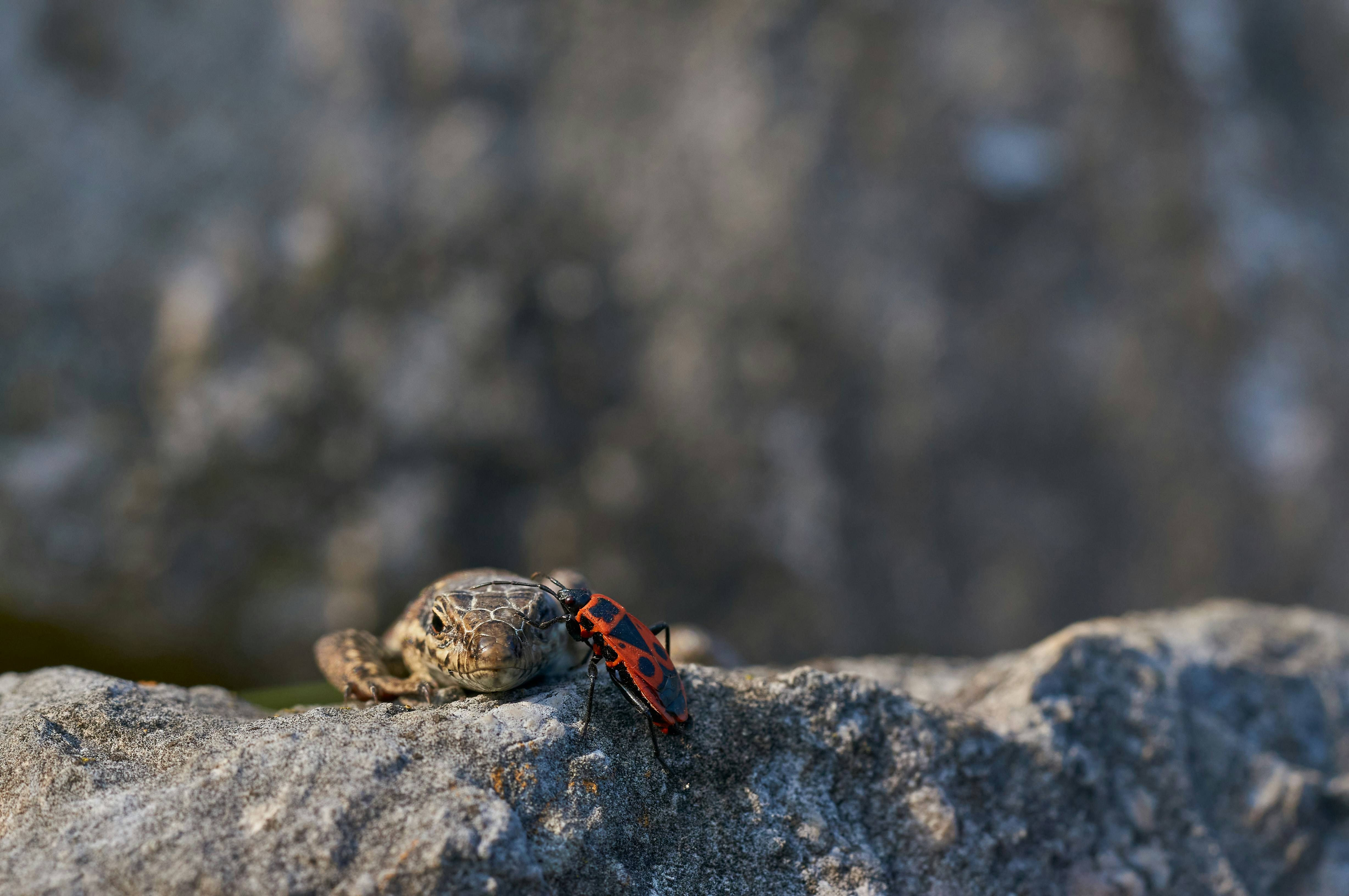 Photo by wolfgang_hasselmann