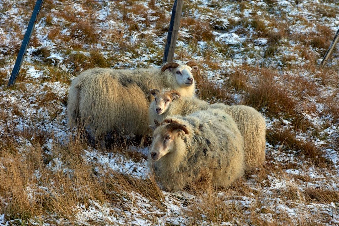 herd of sheep on green grass field during daytime