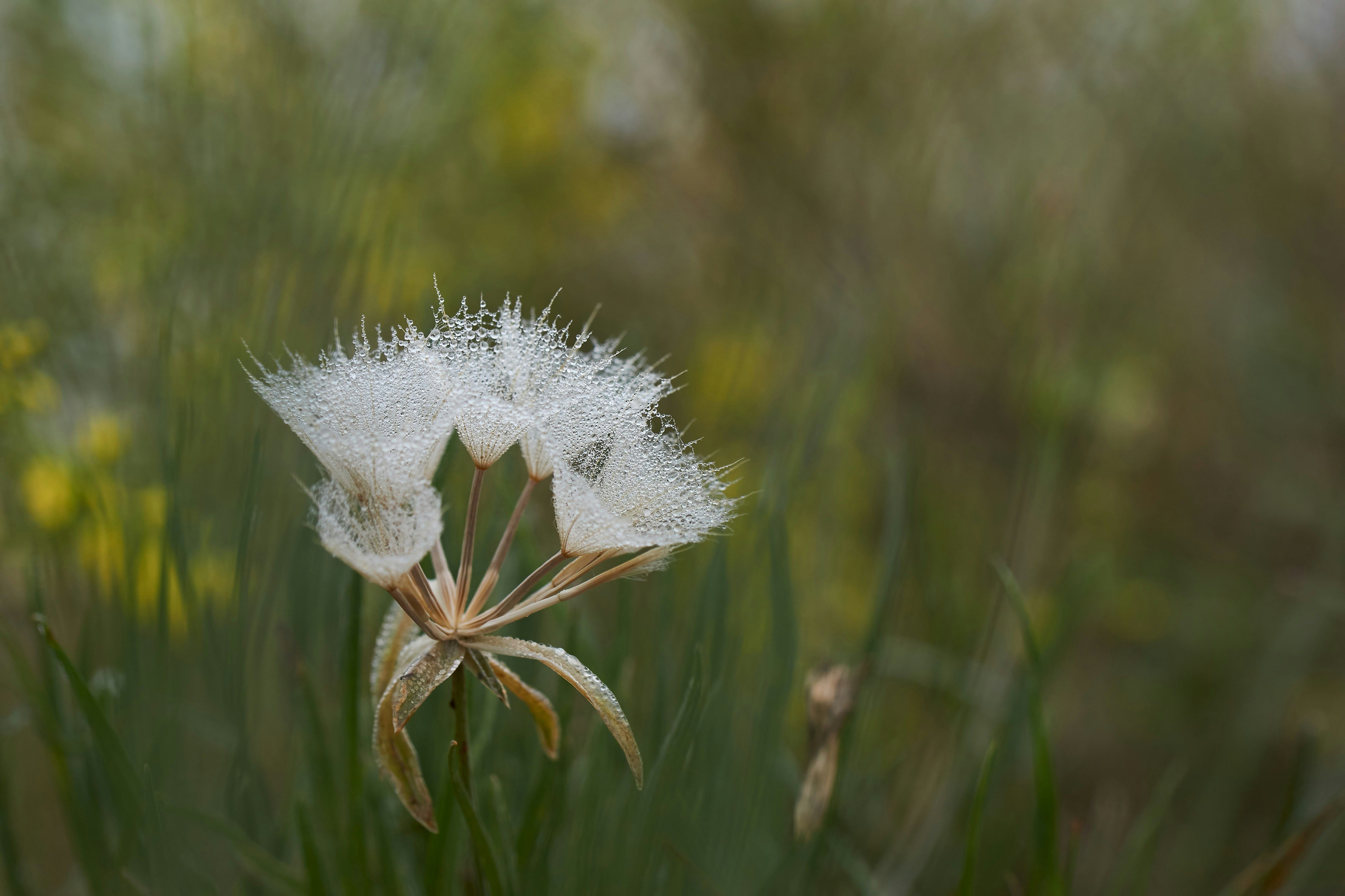 Photo by wolfgang_hasselmann