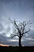 A solitary tree standing tall against a vast, cloudy sky at dusk.
