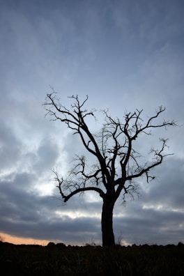 A solitary tree standing tall against a vast, cloudy sky at dusk.