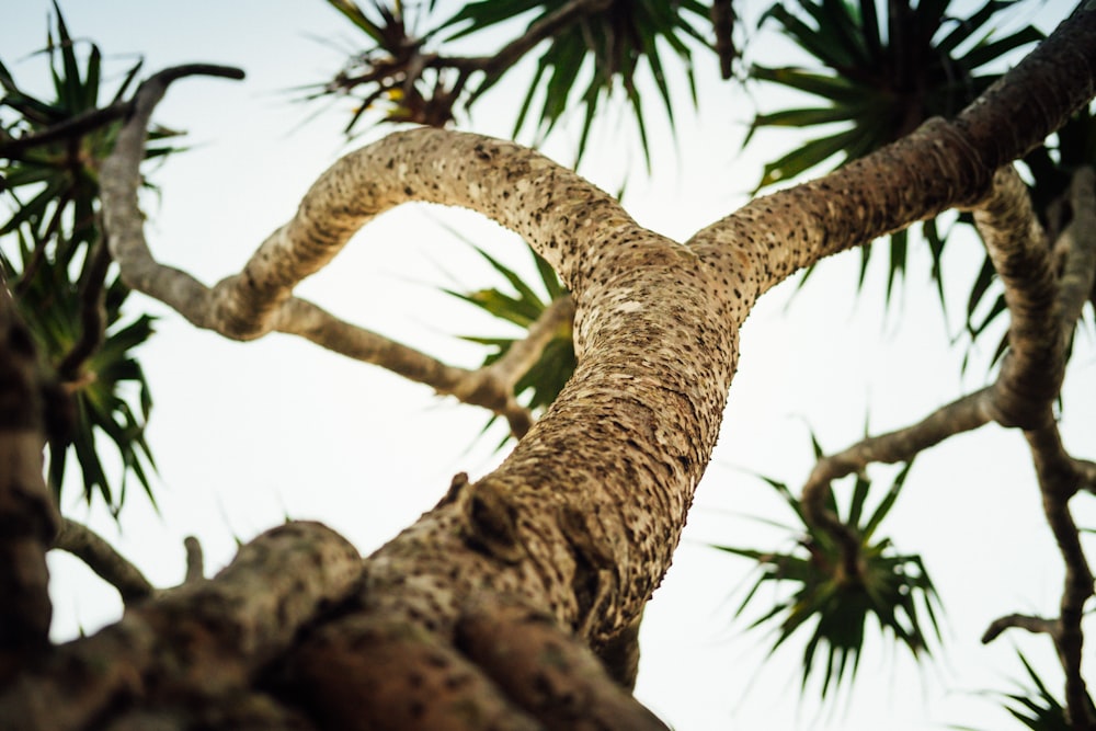 brown tree branch during daytime