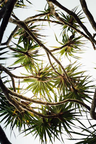 green coconut tree during daytime