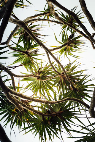 green coconut tree during daytime