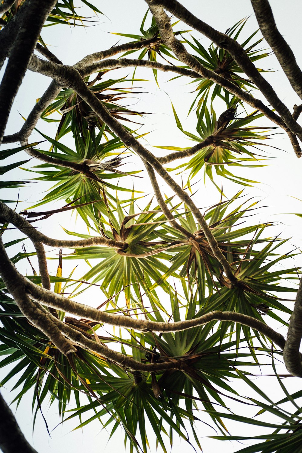 낮 동안 녹색 코코넛 나무