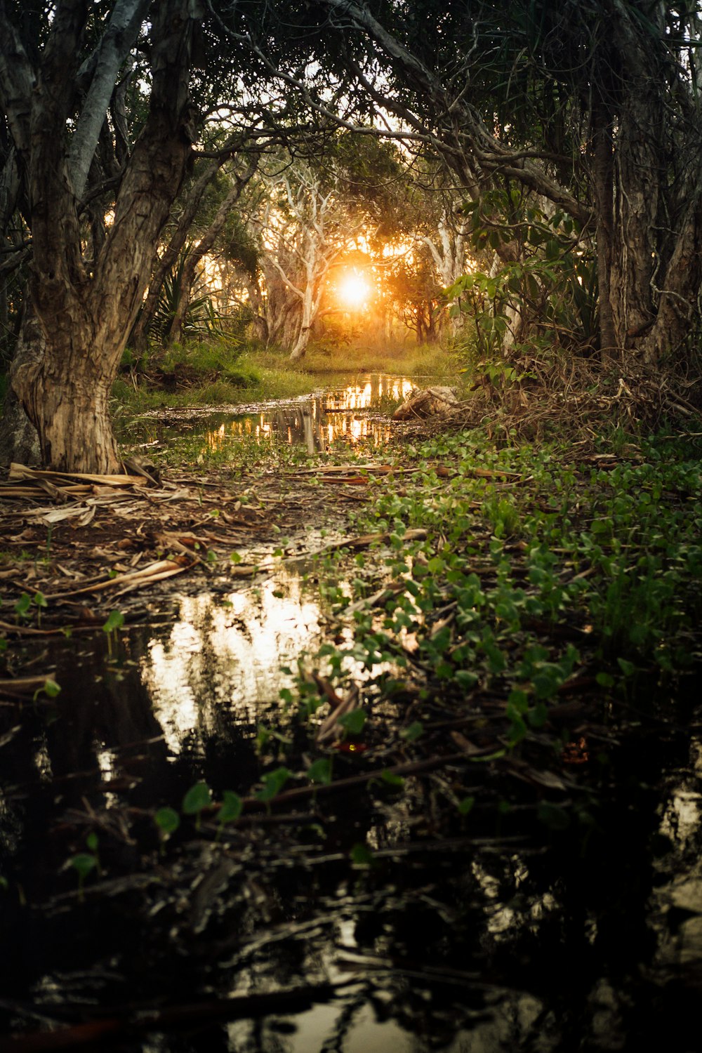 green grass and trees near river during daytime