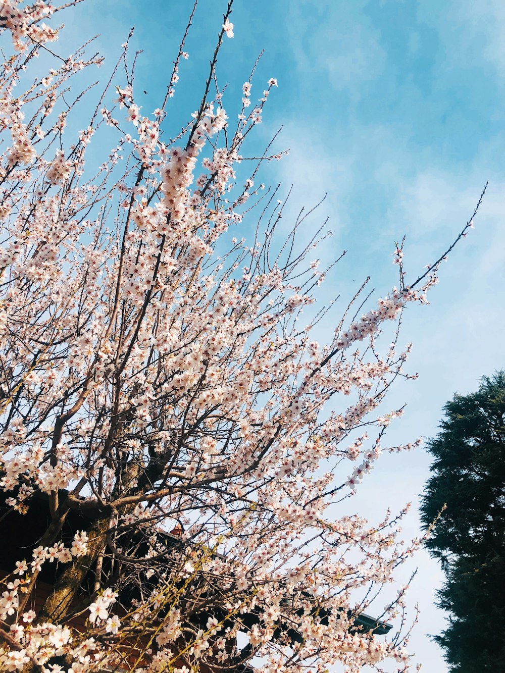 昼間の青空の下の茶色の木