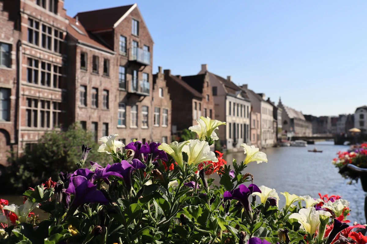Paarse bloemen langs een gracht in Gent
