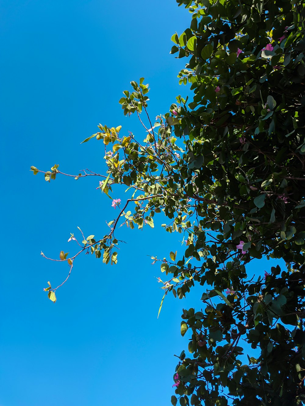 green and brown leaves under blue sky during daytime