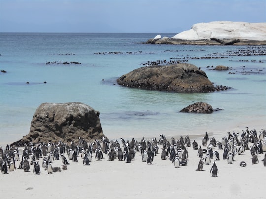 None in Boulders Beach South Africa