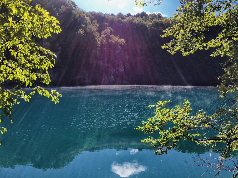 昼間の川沿いの緑の木々