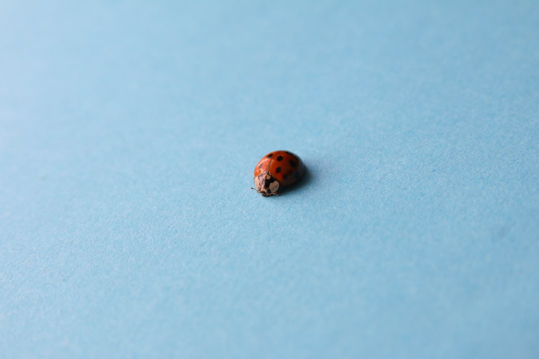 red ladybug on white surface